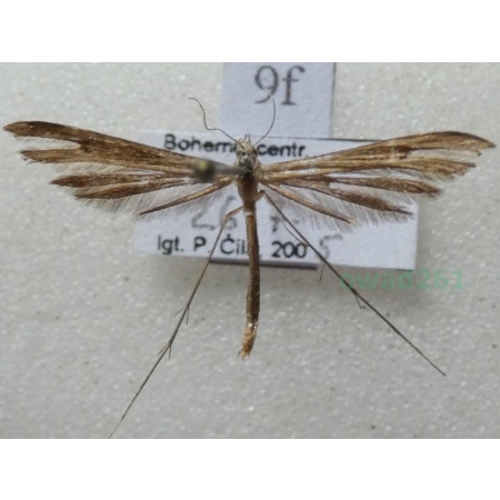 Emmelina monodactyla (Linnaeus, 1758) Piórolotek zwyczajny Czech9f